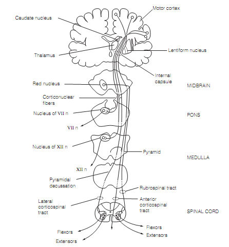 48_Lateral motor pathways.png